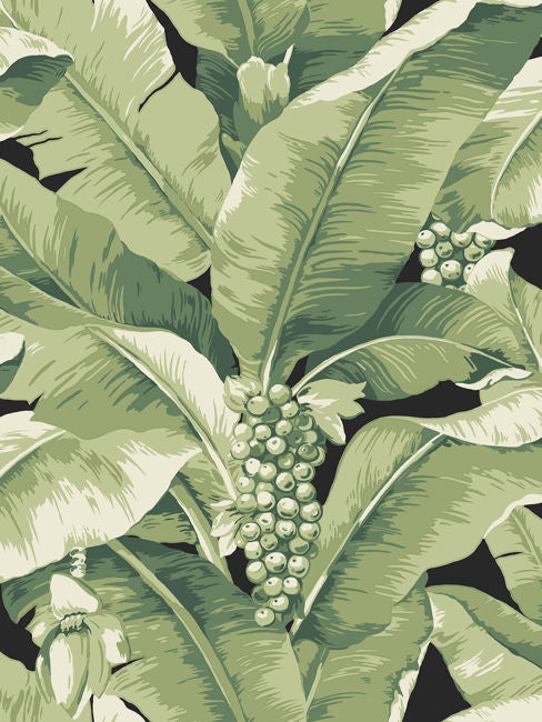 black-sage_paradisio-palm