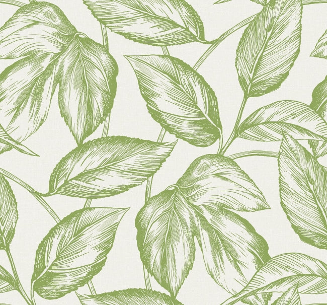 apple-green_beckett