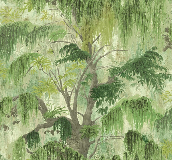 Fern
