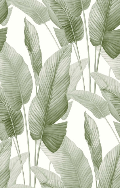 baby-lettuce_mantra
