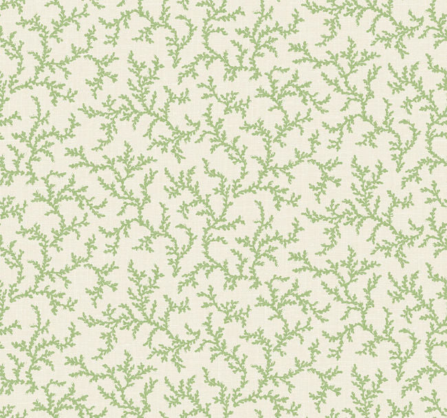 corn-stalk_corail