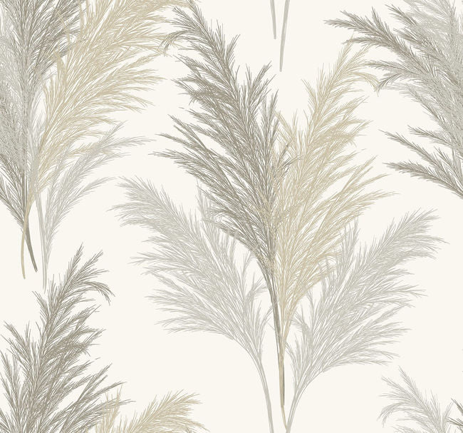 macadamia_pampas