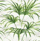 Summer Fern