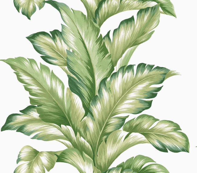 summer-fern_big-leaf
