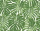Basil Green and White