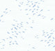 Blues