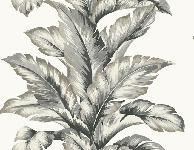 monochrome_banana-springs-27-in