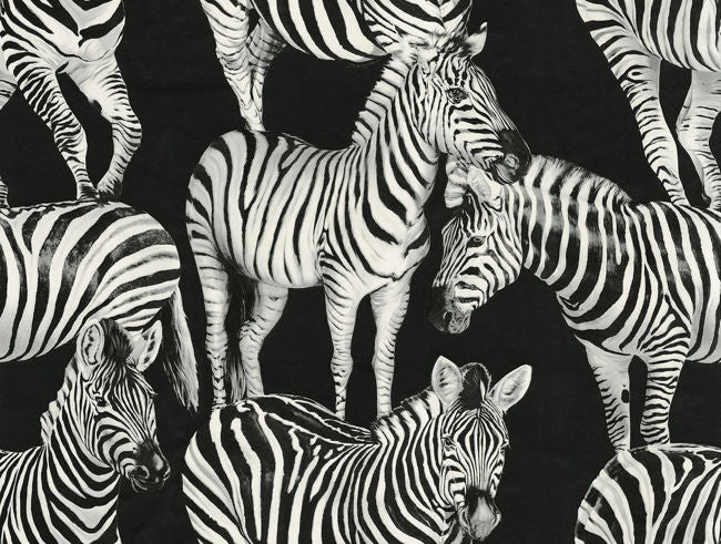 contrasto_zebra-romance