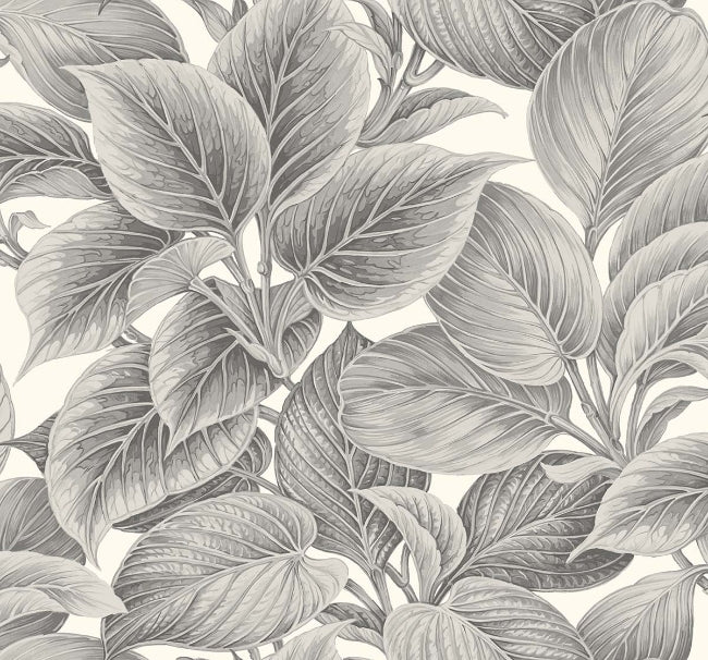 alaskan-grey_wasilla