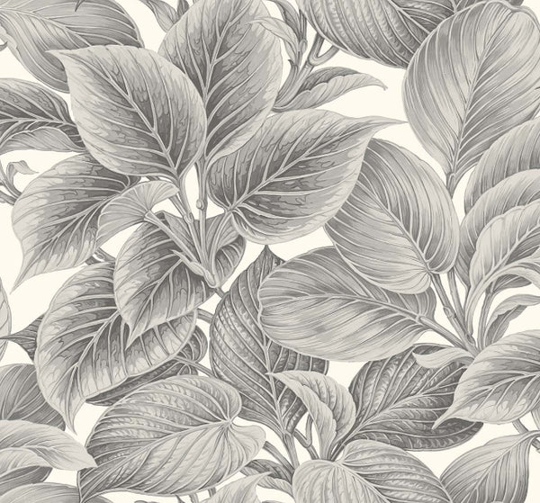 alaskan-grey_wasilla