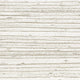 Sea Shell