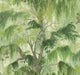 Fern