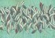 Aquas & Teals