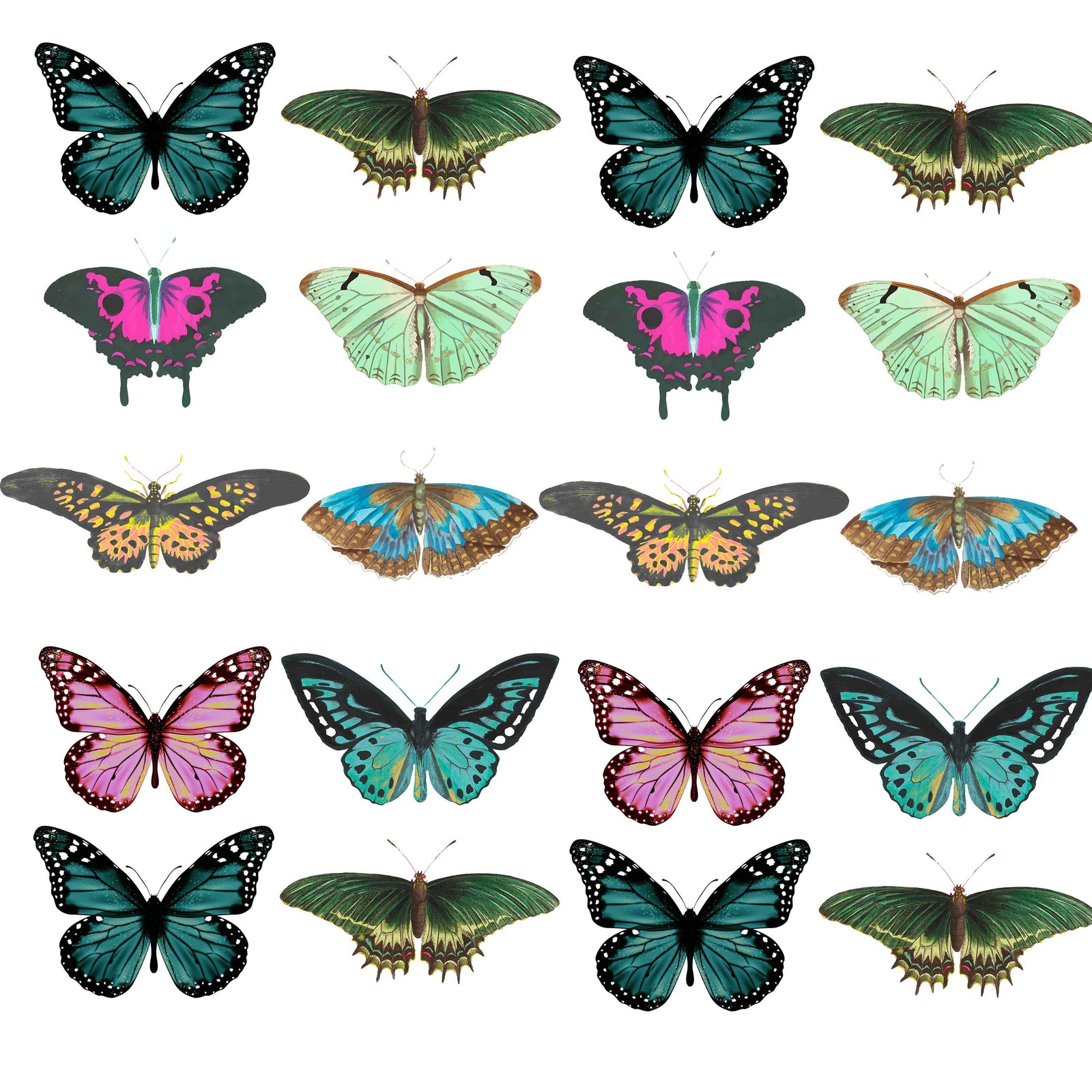 white_A collection of various colorful butterflies on a white background