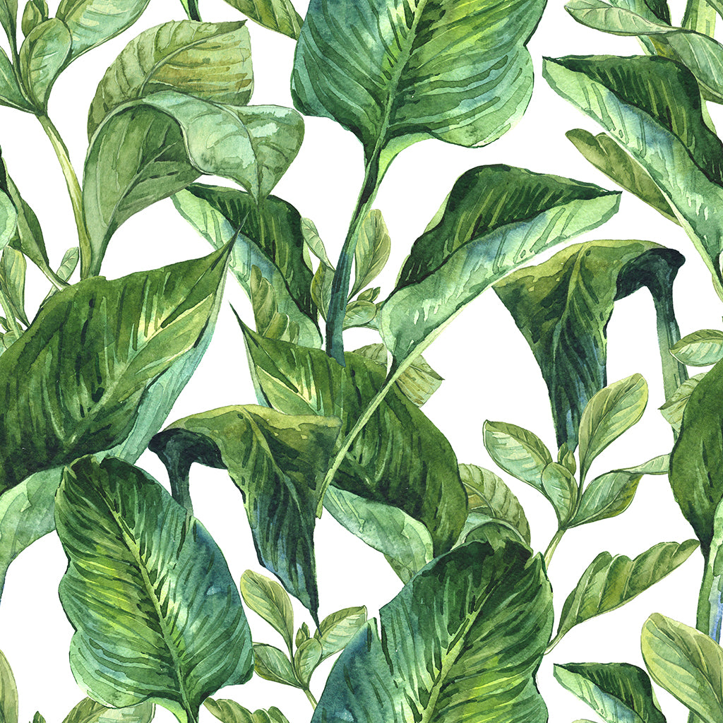 white_banana leaves on a white background