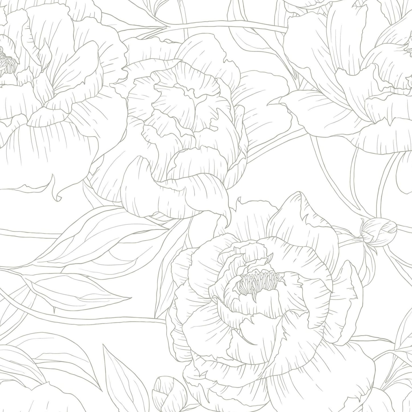 sage_A wallpaper with a repeated pattern of sage line drawings of peony flowers on a white background.