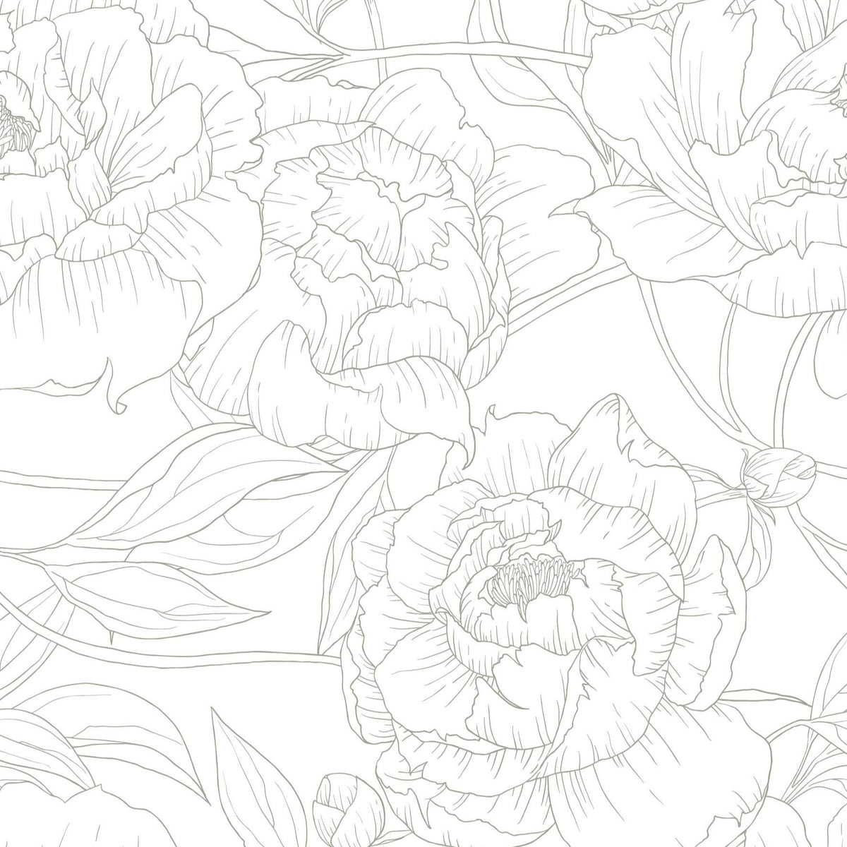 sage_A wallpaper with a repeated pattern of sage line drawings of peony flowers on a white background.
