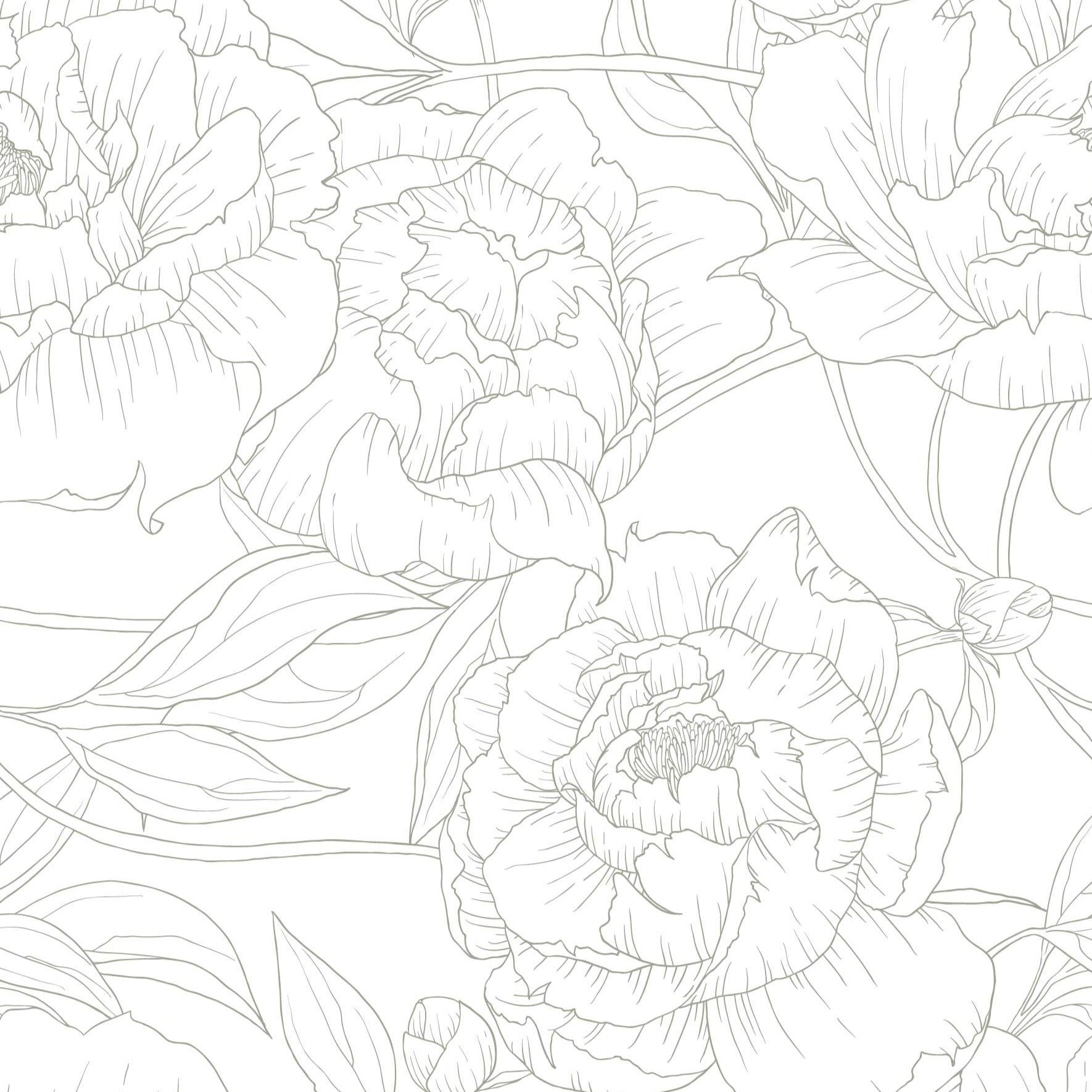 sage_A wallpaper with a repeated pattern of sage line drawings of peony flowers on a white background.