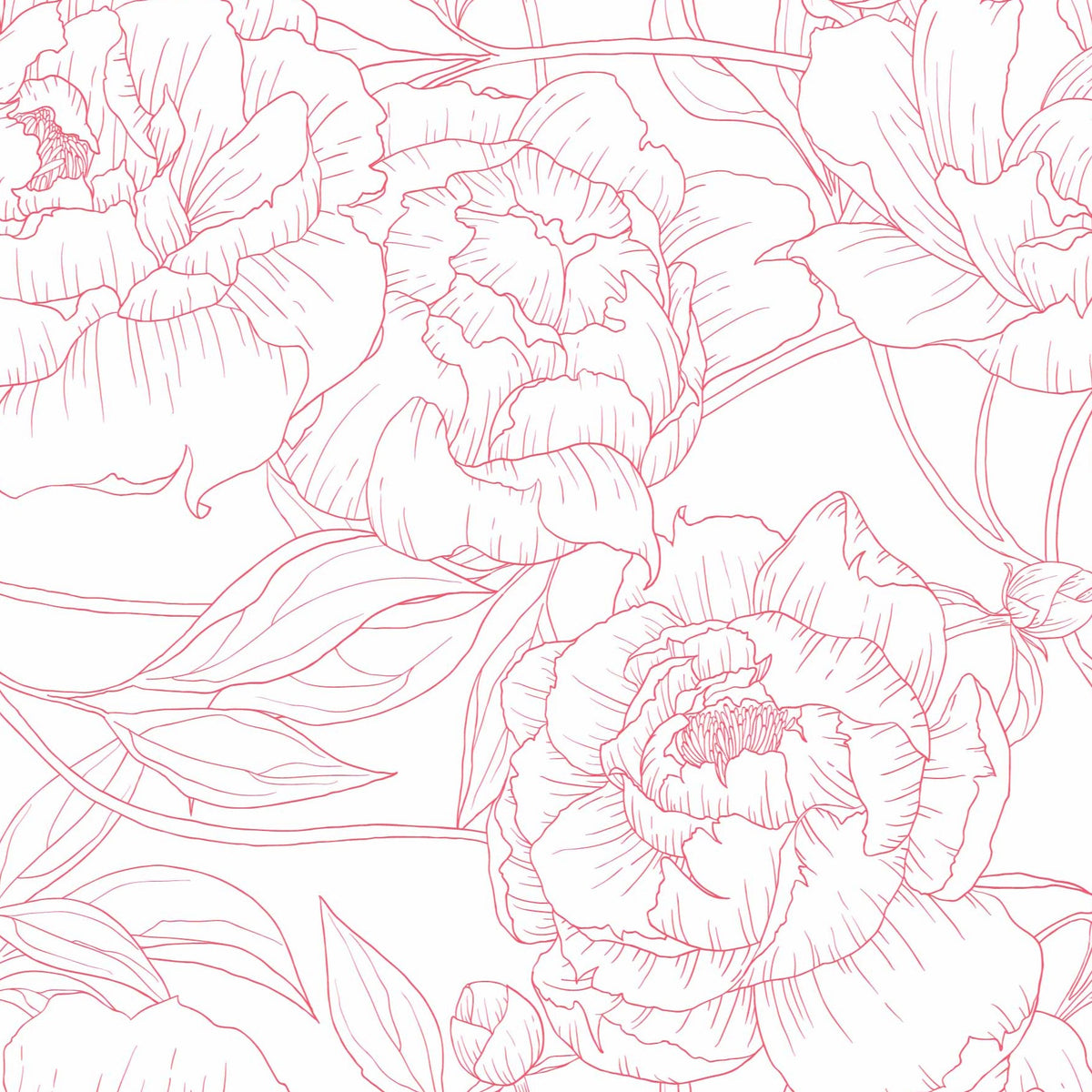 Peony Sketch in Pink