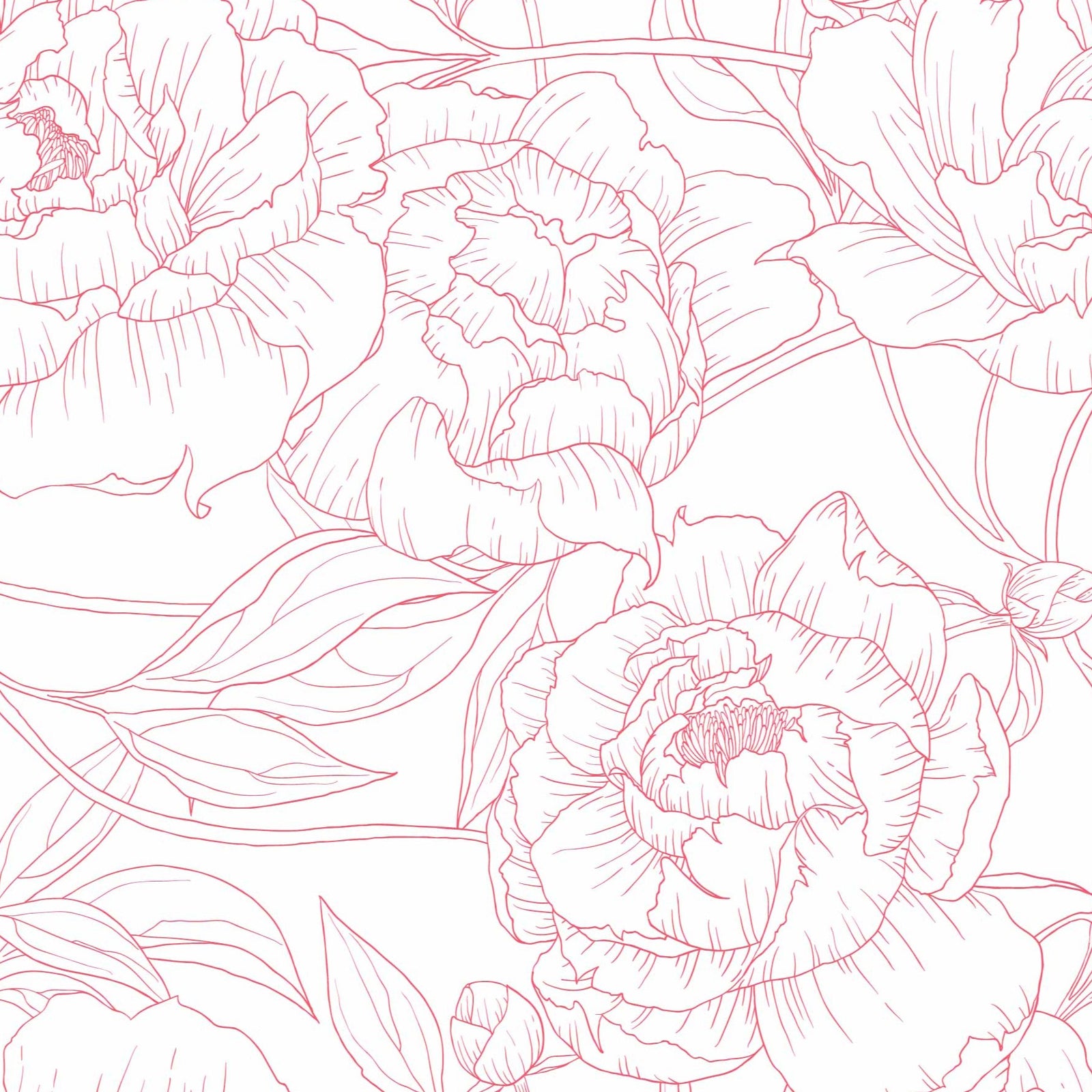 pink_A wallpaper with a repeated pattern of pink line drawings of peony flowers on a white background.