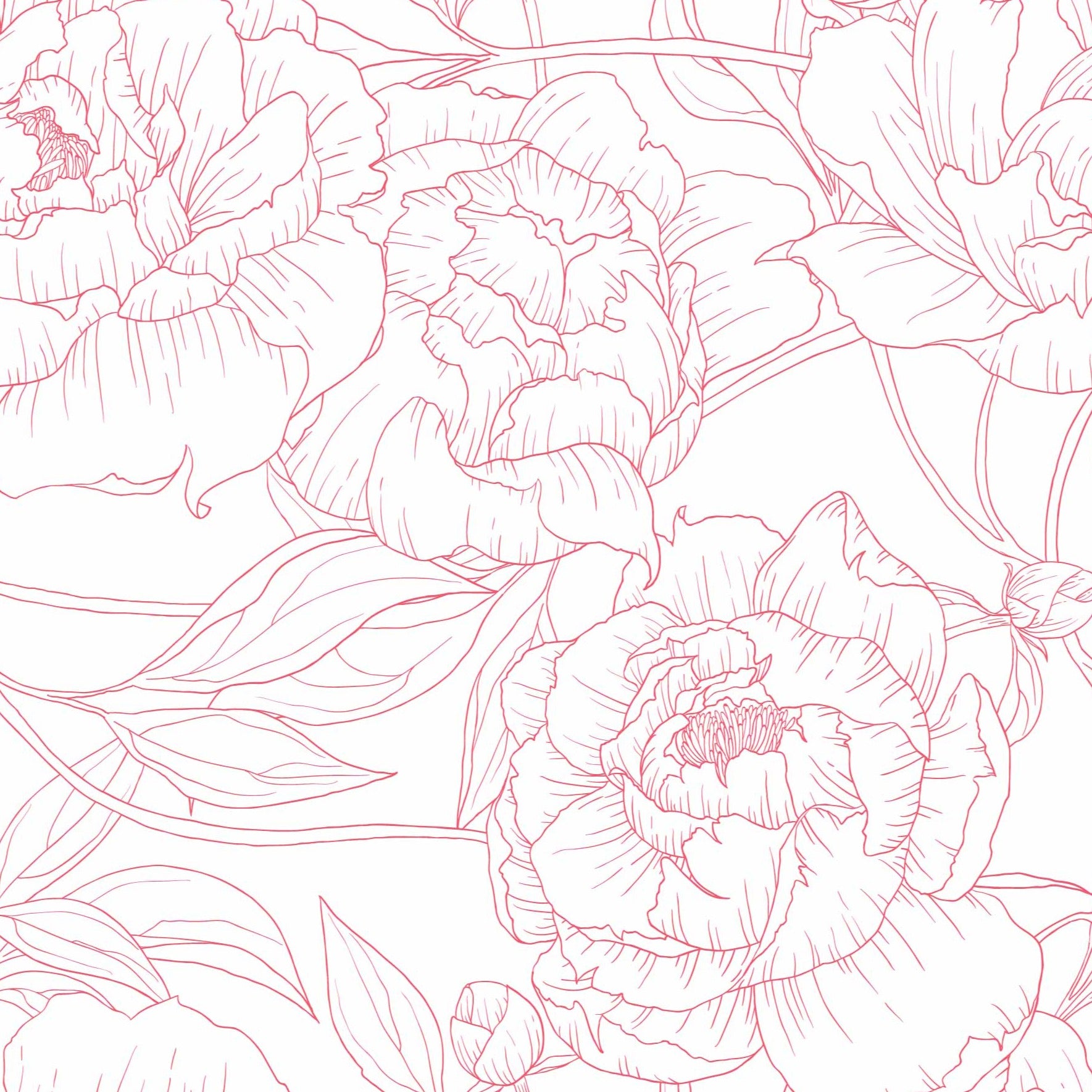 pink_A wallpaper with a repeated pattern of pink line drawings of peony flowers on a white background.